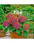 Hydrangea Saxon® Schloss Wackerbarth